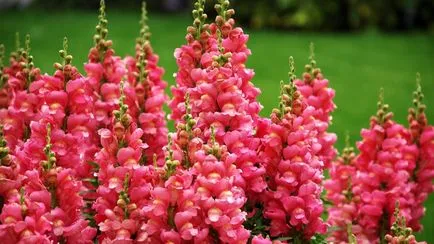 Hogyan növény snapdragons palánták - ágyak snapdragons - virág