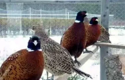 Cum de a păstra fazani - fazani de reproducere și a conținutului - păsări de curte