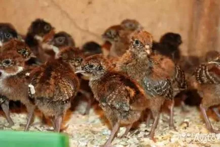 Cum de a păstra fazani - fazani de reproducere și a conținutului - păsări de curte