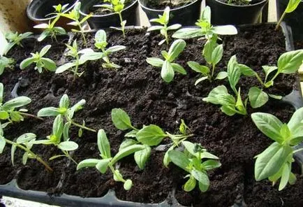 Hogyan növény snapdragons palánták - ágyak snapdragons - virág