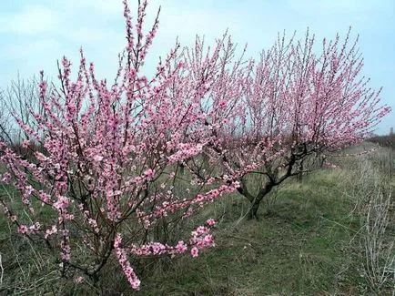 Cum de a planta o piersică in toamna