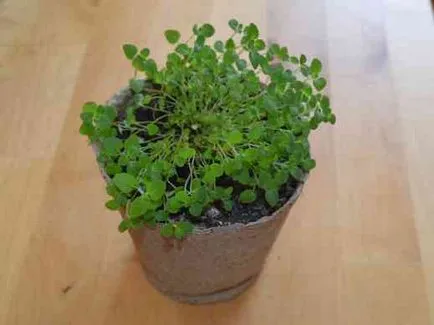 Cum de a planta de oregano, afaceri de vară