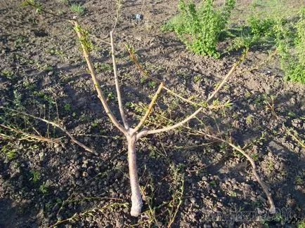 Cum de a planta o piersică in toamna