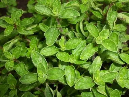 Cum de a planta de oregano, afaceri de vară