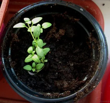 Cum de a planta de oregano, afaceri de vară