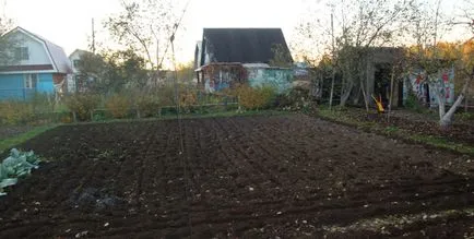 Milyen a növény a burgonya mellett a lapátot