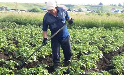 Milyen a növény a burgonya mellett a lapátot