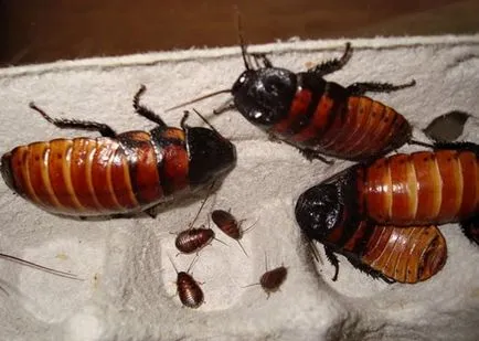 Как да се размножават бързо начало хлебарки в апартамент Мадагаскар червено