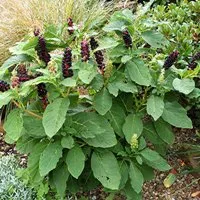 Euphorbia belozhilkovy - caracteristici regulate de întreținere și reproducere în casă