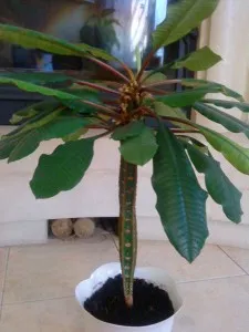 Euphorbia belozhilkovy - a rendszeres karbantartás és reprodukciós funkciók az otthoni