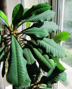 Euphorbia belozhilkovy - редовна поддръжка, а репродуктивните функции в дома
