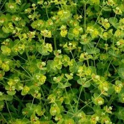 Euphorbia Pallas - hasznos tulajdonságok, alkalmazások, receptek
