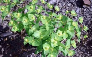 Euphorbia Pallas alkalmazás a rák és a népi gyógyászatban