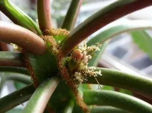 Euphorbia belozhilkovy - редовна поддръжка, а репродуктивните функции в дома