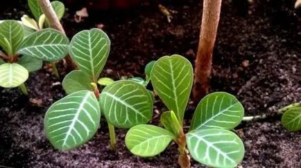 Euphorbia belozhilkovy - a tökéletes üzem a kezdő termesztő