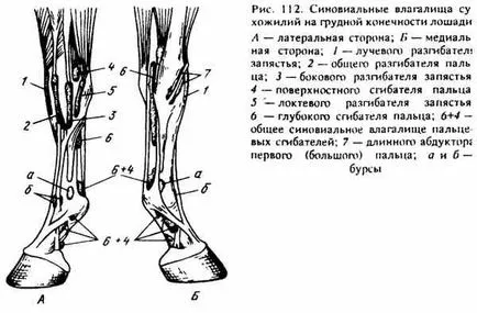 Мускулите, действащи на карпалния стави и пръстите