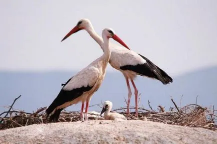 Varietatea de păsări titlu, descriere, habitat