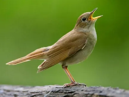 Varietatea de păsări titlu, descriere, habitat