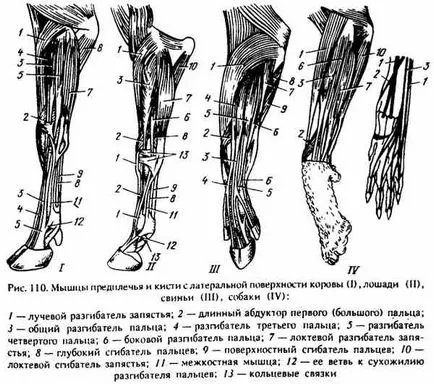 Мускулите, действащи на карпалния стави и пръстите