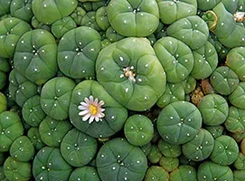 Cactus peyote ellátás és szaporítása