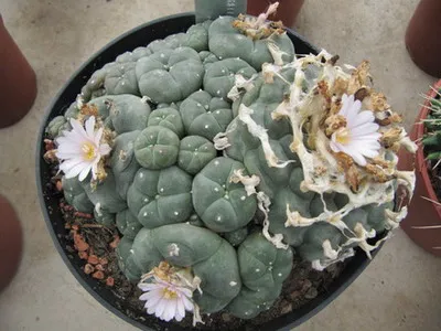 Cactus peyote fotografie și descrierea tipurilor