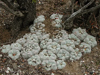 Cactus peyote fotografie și descrierea tipurilor