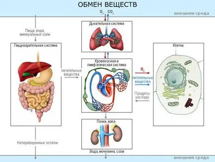 Cum de a accelera metabolismul în organism la domiciliu