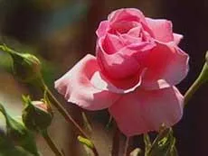 Hogyan növekszik rózsa dugványok - dugványok rózsák - az életem