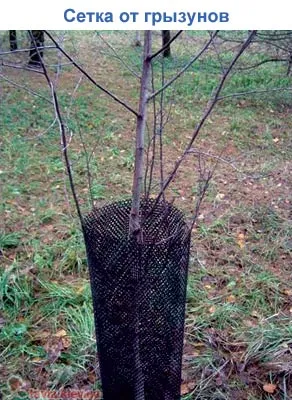 Hogyan védi a kertet nyulak