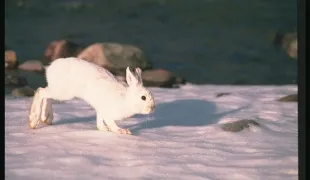 Hogyan lenyomozni a nyúl