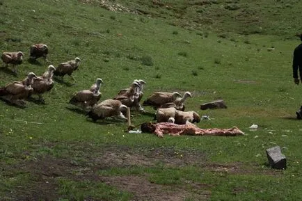 Hogyan temetni Tibetben (befolyásolható nem nézni), Tao kiejtett szó