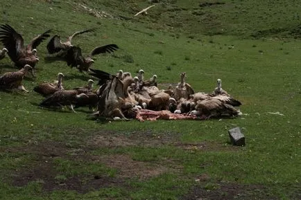 Cum de a îngropa în Tibet (impresionabil nu se uite), Tao pronunțat cuvinte