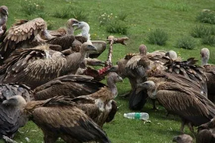 Hogyan temetni Tibetben (befolyásolható nem nézni), Tao kiejtett szó