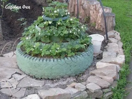 Как да расте ягоди в гумите - всичко за цветя и градинарство