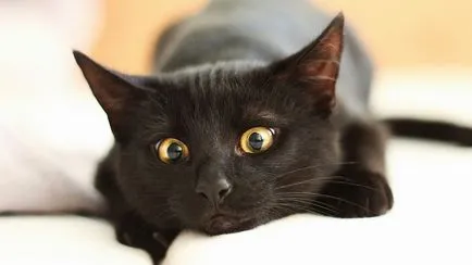 De ce visul unei femei pisică neagră într-un vis - carte de vis g