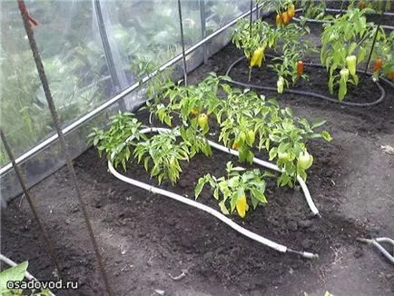 Капково напояване на домати, osadovod - всички Sade, градина и дизайн