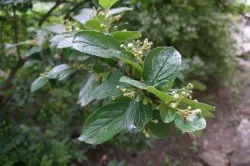 Cotoneaster ragyogó ültetés és gondozás