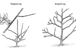 Cotoneaster plantare strălucitoare și îngrijire