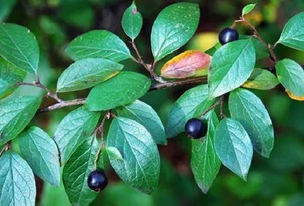 Cotoneaster genial