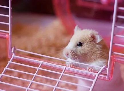 Cage Jungar acasă de hamster pentru dzhungarika (foto)