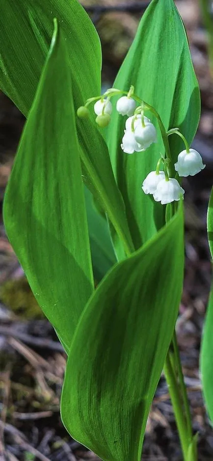 Bluebells în primăvara