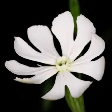 Коренът на съня Silene capensis 15 семена