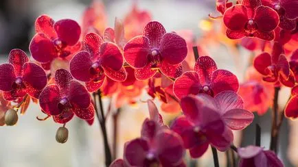 Червени орхидея Phalaenopsis характеристики и описание на видовете