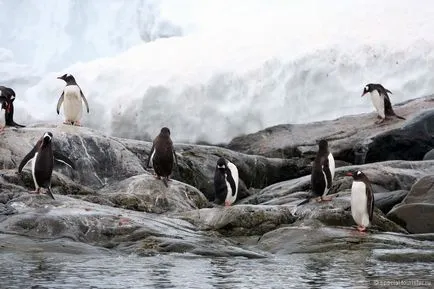 Prin pinguini fără cadouri sau cum să supraviețuiască în Antarctica, fără lucruri, o revizuire a turistului special pe