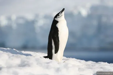 Prin pinguini fără cadouri sau cum să supraviețuiască în Antarctica, fără lucruri, o revizuire a turistului special pe