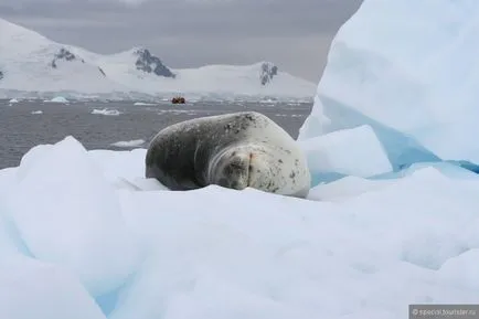 Prin pinguini fără cadouri sau cum să supraviețuiască în Antarctica, fără lucruri, o revizuire a turistului special pe