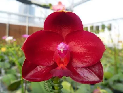 Червени орхидея Phalaenopsis характеристики и описание на видовете