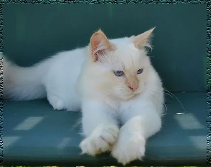 Котенца за вас сибирски и Нева маскарадните, сибирски котки развъдник Dauria, детски ясли