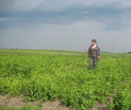 Farmer egy megjegyzés