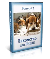 A képzést beagle otthon